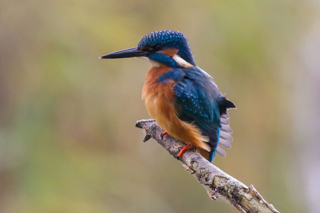 Ein Eisvogel