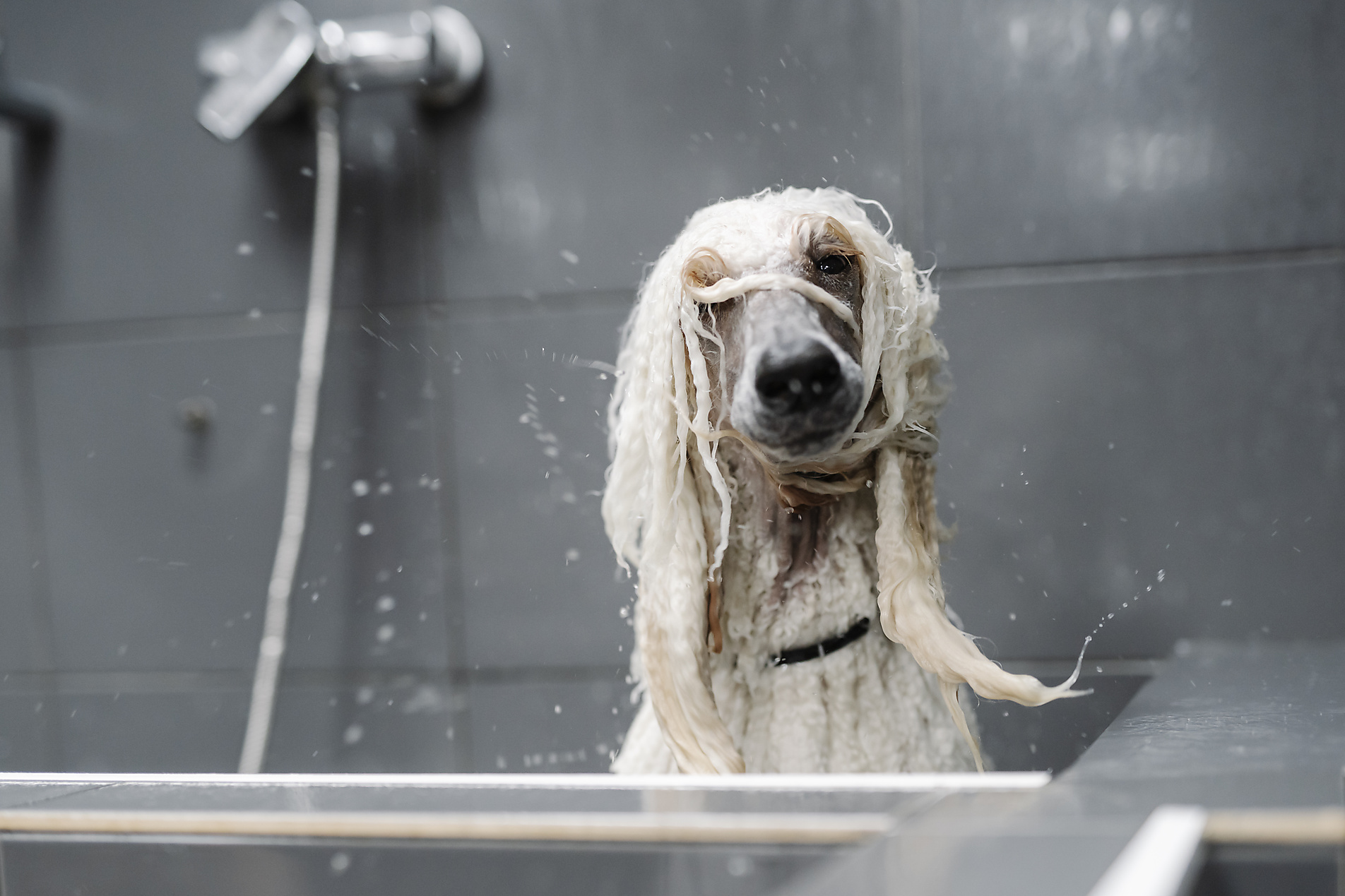 Ein Hund unter der Dusche