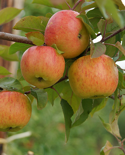 Obstbauer Halbhuber Apfelbaum