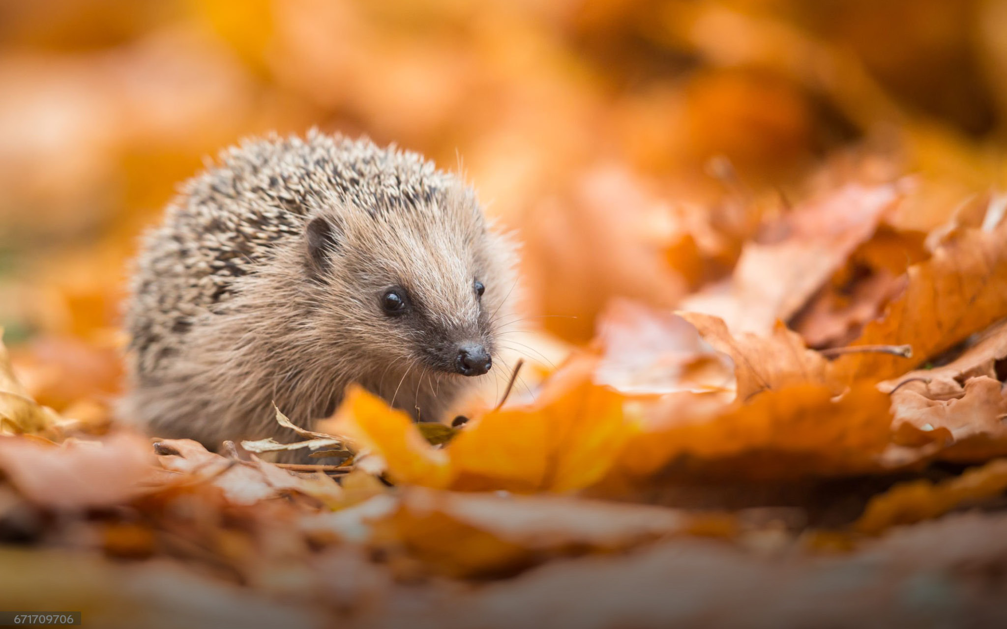 Igel auf Herbstlaub